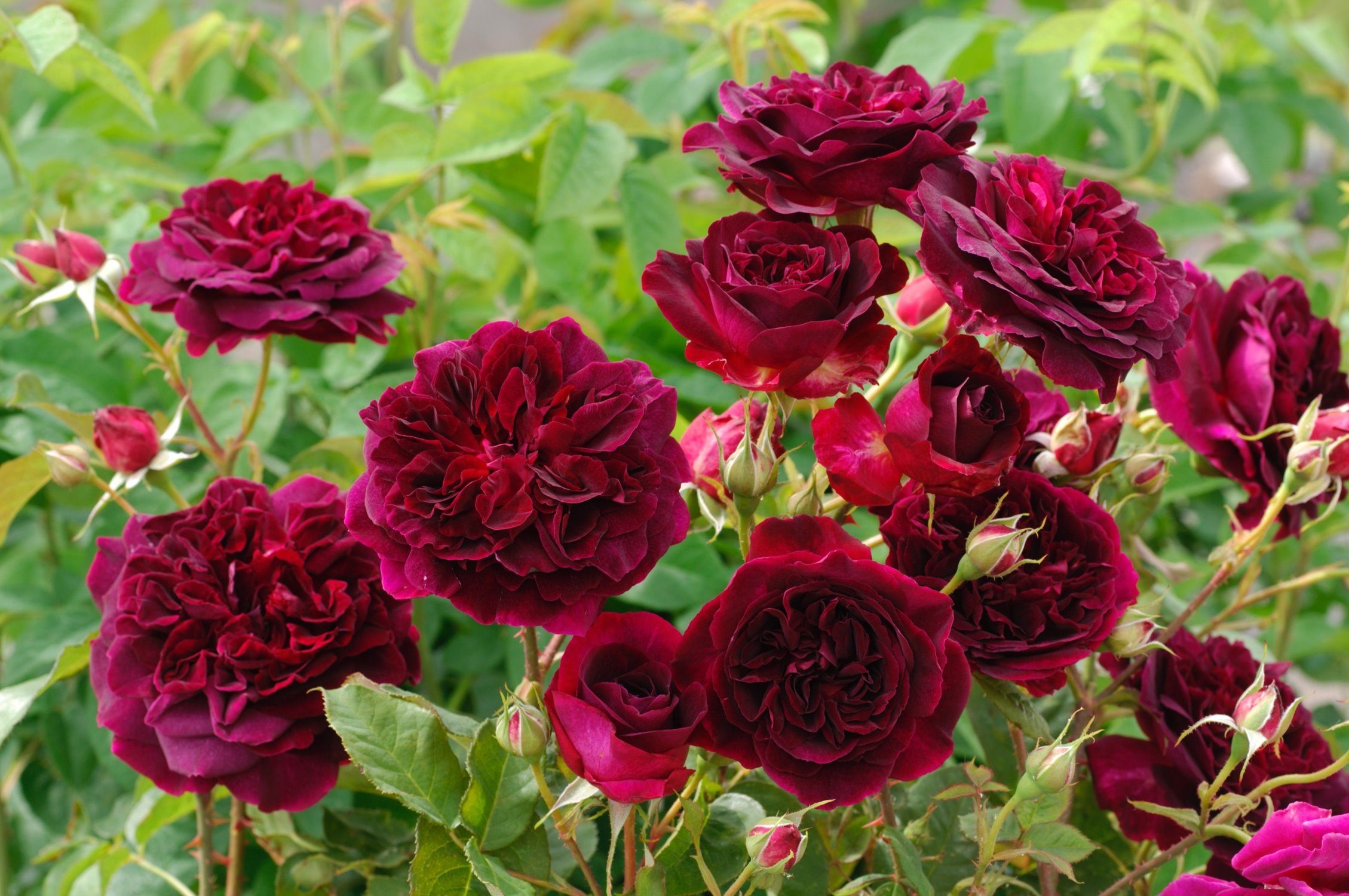 Rosarot Pflanzenversand Munstead Wood® Strauchrose Container 7 Liter